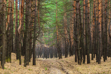 Pine forest