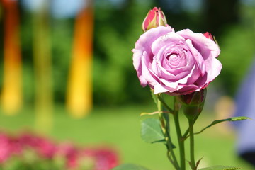 Pink rose