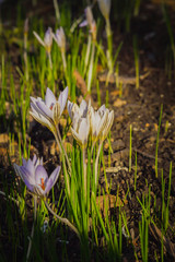 saffron flowers on meadow