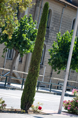 Slender cypress green