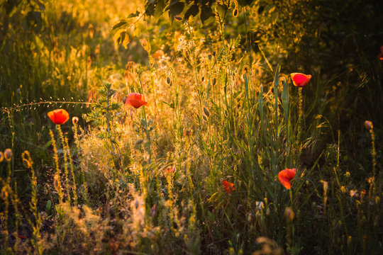 Wild poppies at sunset