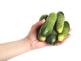 Hand holding cucumbers isolated on white background