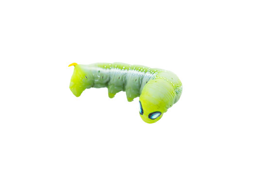 green worm