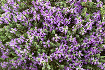 Obraz premium Nature background with purple flowers