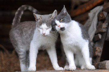 Obraz premium Two cute cats