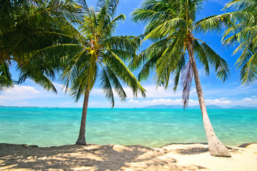 Karibischer Strand mit Palmen :)