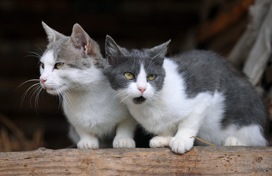 Two Cute Cats