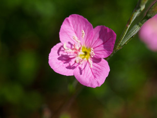 ユウゲショウの花