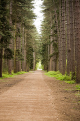 A Walk Through The Trees