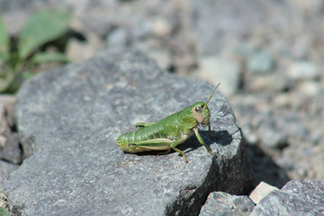 Кузнец