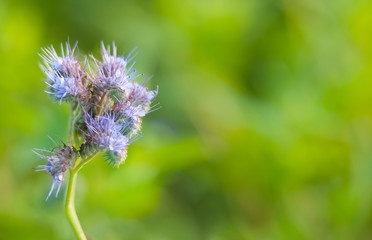 closeup of a lacy scorpion weed flower