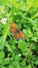 Beautiful Butterfly sitting on a flower in grass