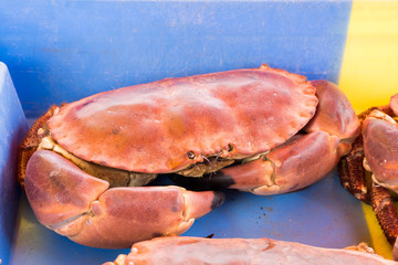 Fresh crab in the market