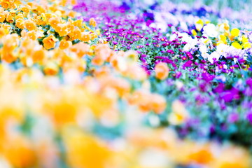 Blossoming colorful pansies