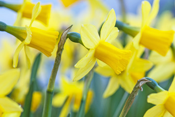 bunch of yellow narcissus flowers