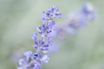 lavender flower on a soft green background