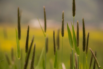 Schilfwiese im Sommer