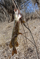 pike