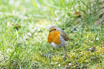 robin redbreast sitting in the grass