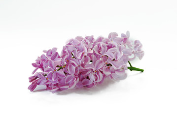 lilac flower bunch