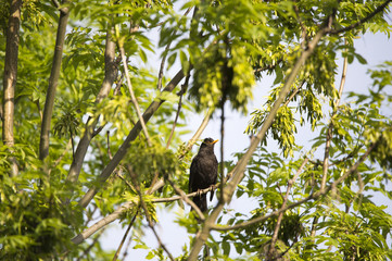 blackbird on a deciduous tree surrounded by lush green leaves