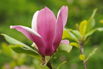 Obraz na płótnie Canvas Magnolia x soulangeana