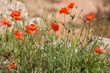 Coquelicots