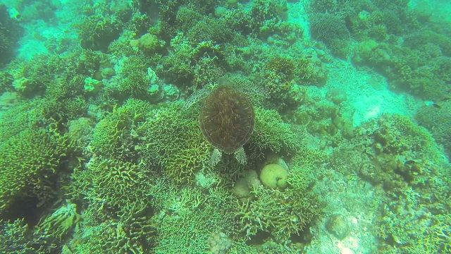 Sea turtle