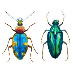 Watercolor bug beetle