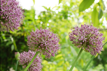 Beautiful Blooming Purple Allium 