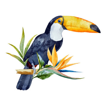 Watercolor Toucan