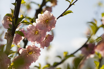 cherry blossom