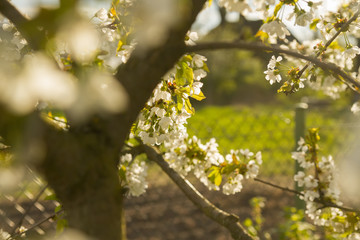 apple orchard