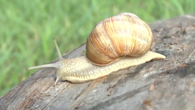 snail on a cloudy spring day