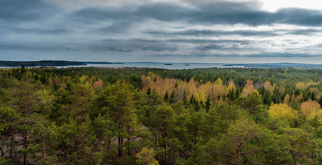 clouds over the forest