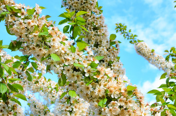 White Blossoms in Abundant Bloom
