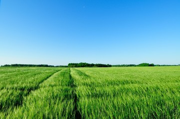 Field of green barley