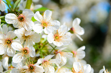 Delicate White Blossoms in Bloom