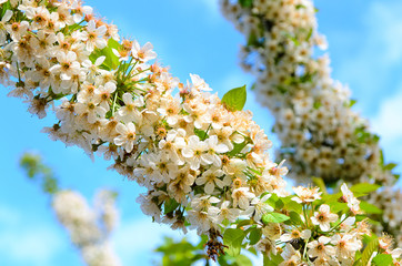 White Blossoms in Abundant Bloom