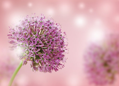 Beautiful Blooming Purple Allium Close Up, Greeting or Wedding
