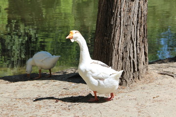 Гуси возле озера
