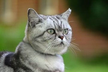 Britisch Kurzhaar Katze