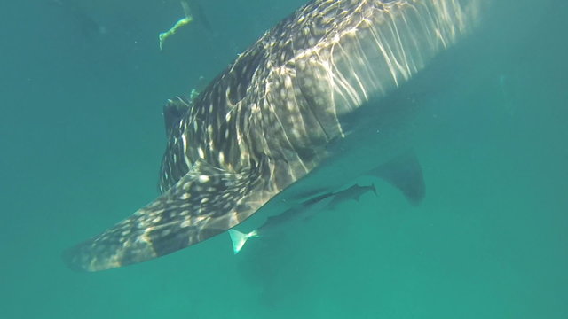 Whale Shark in ocean