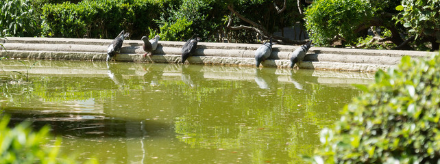 Fototapeta premium Pigeons buvant dans un bassin