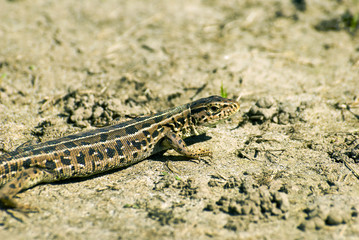 Portrait of a lizard (lacerta agilis)