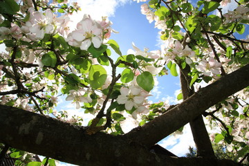 Blossoming apple tree branch