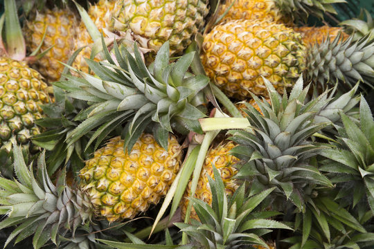 Group of pineapple fruit