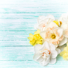 Obraz na płótnie Canvas Background with daffodils flowers