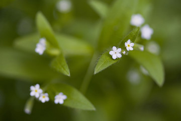 Myosotis sparsiflora
