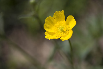 Ranunculus